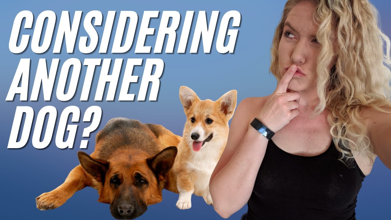 Consider THIS Before Getting a Second Dog