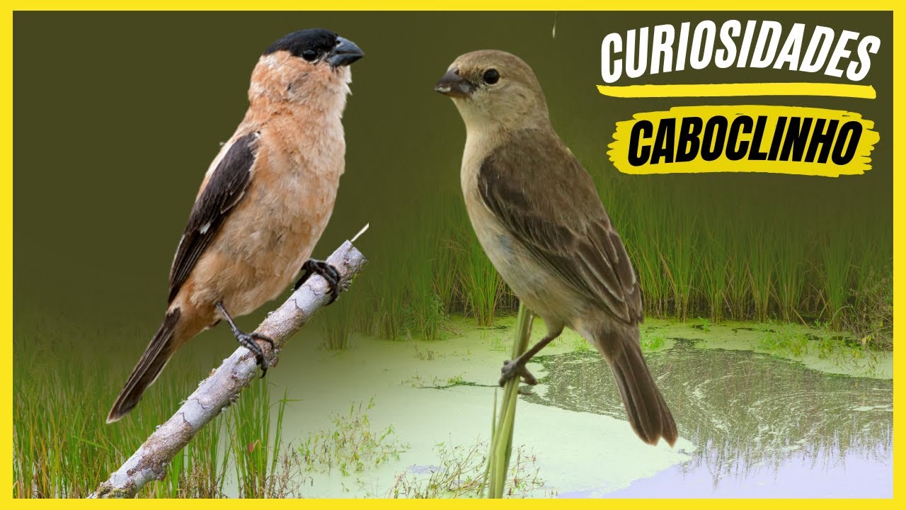 Curiosidades Sobre o 