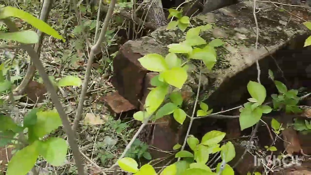 Em busca dos teiú.com os cachorros foi muita adrenalina 🔥🔥🙅🐶🐶