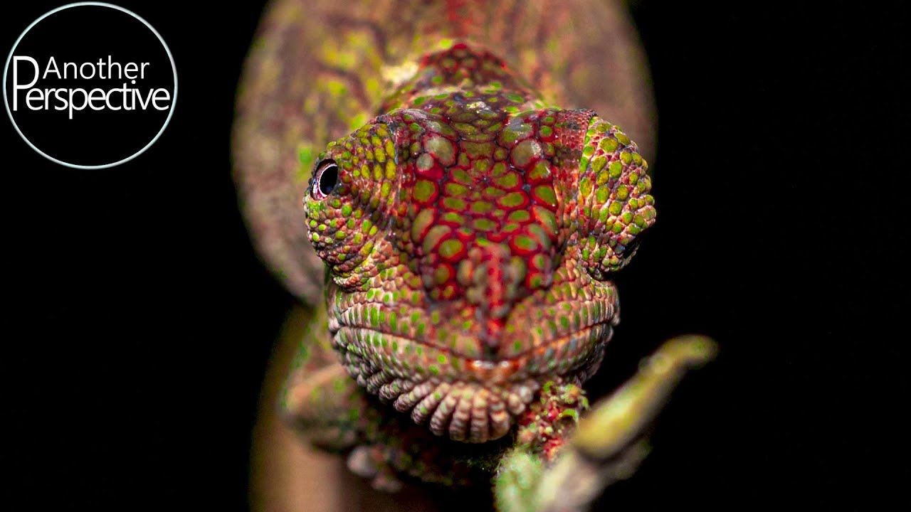 Macro Photography at Night in the Rain Forest
