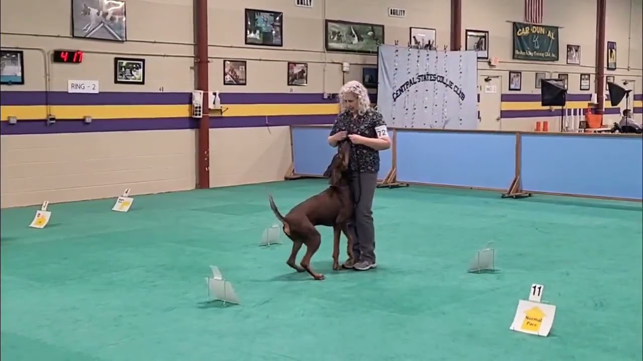 AKC Rally Novice B with Seven the Doberman 