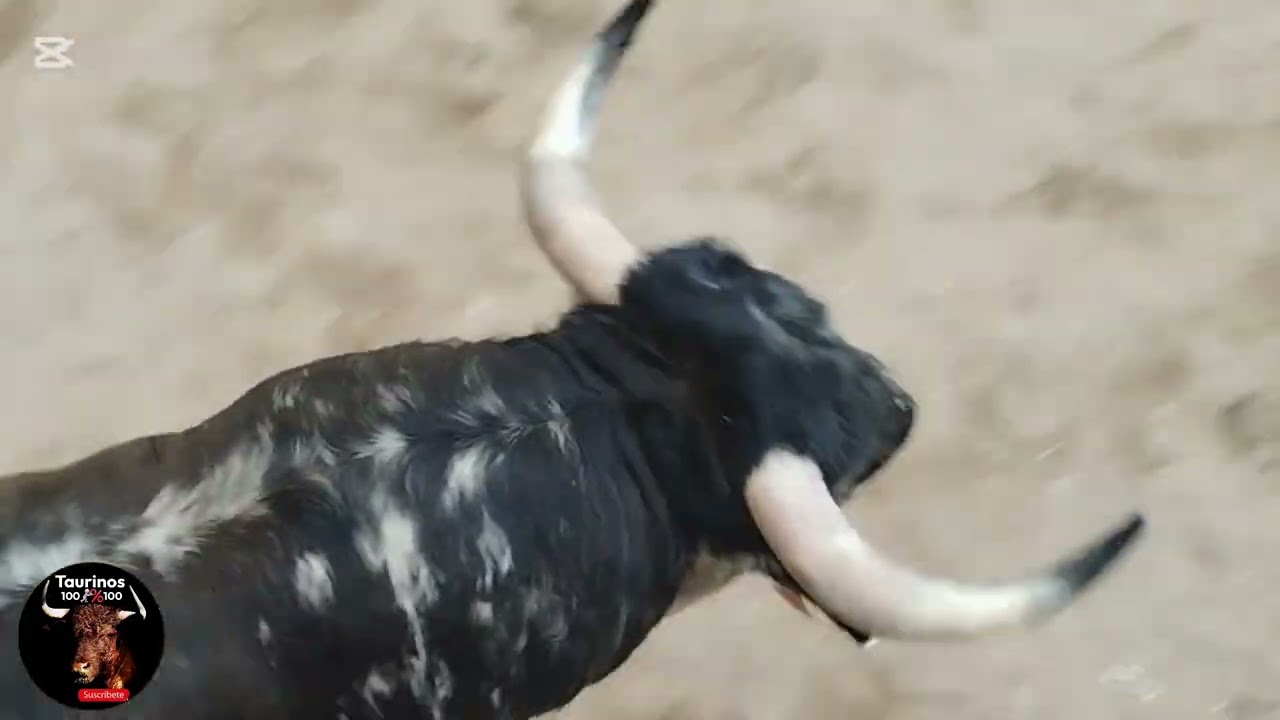 ALMAZORA ( CS ) 28-2-2026 TOROS CERRILES DE AÍDA JOVANI Y CARMEN VALIENTE 