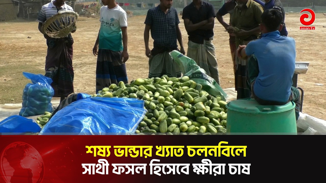 শষ্য ভান্ডার খ্যাত চলনবিলে সাথী ফসল হিসেবে ক্ষীরা চাষ | Asian Television