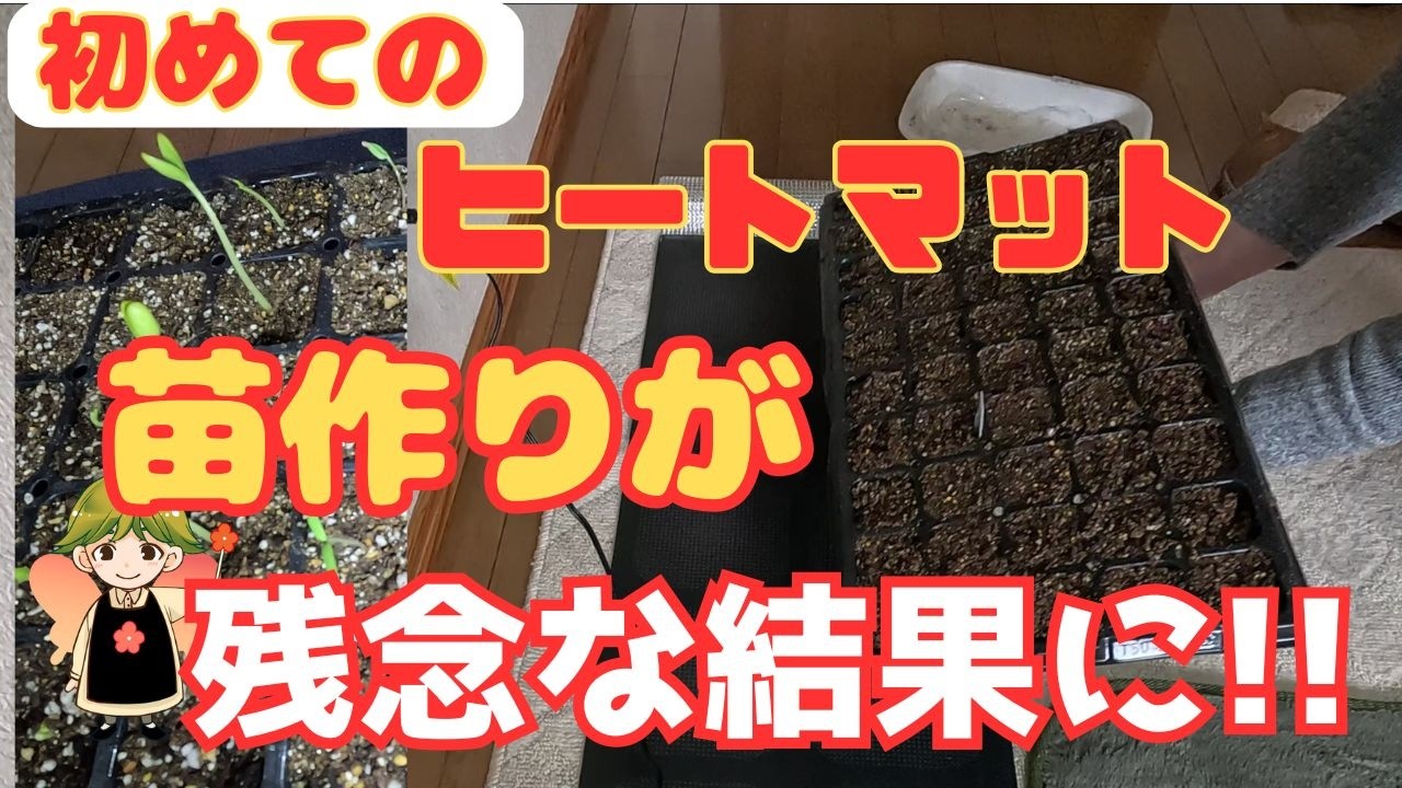 【夏野菜の苗作り】初めてのヒートマットで育苗が残念な結果に・・スイカ・トマト・マクワウリ／徒長！！