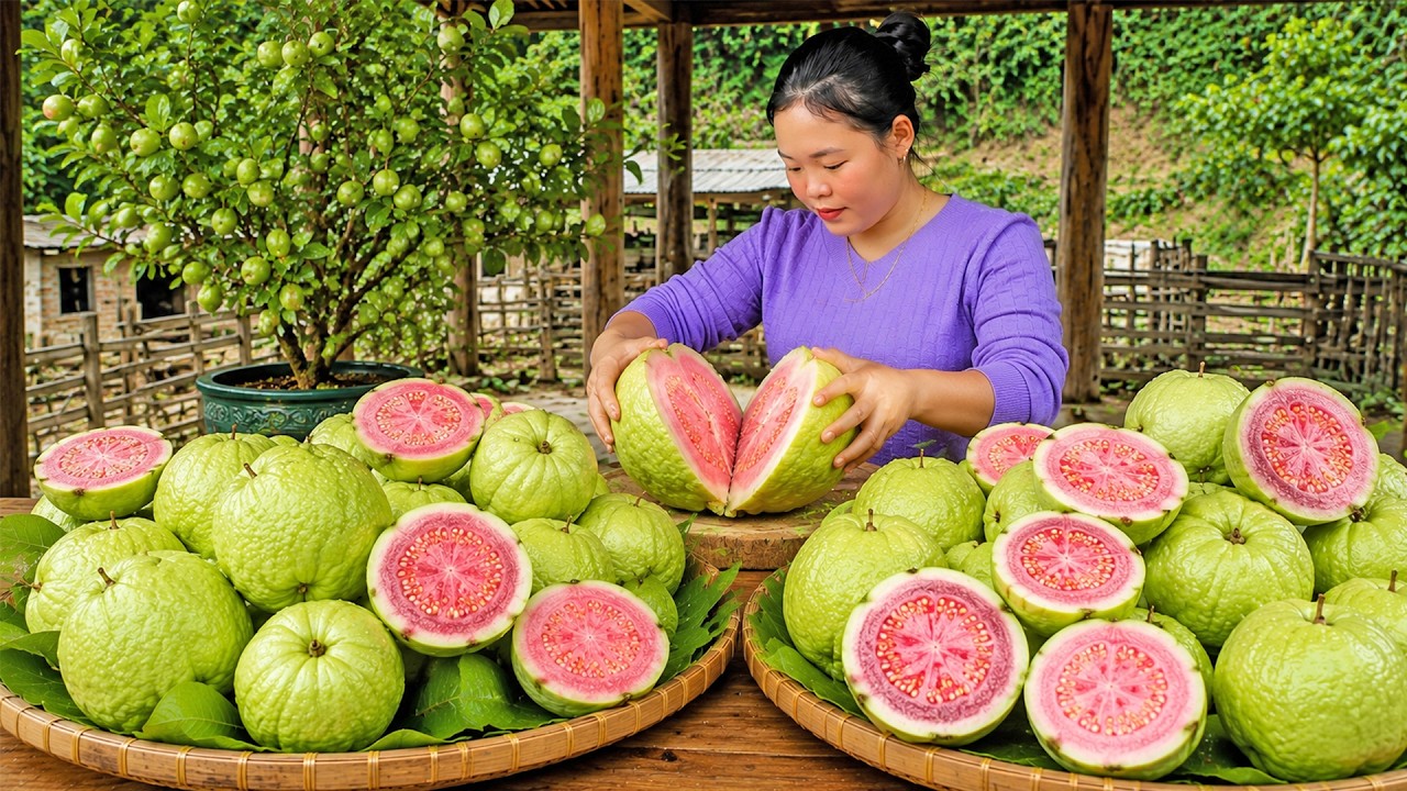 3 Hours in the Hills&hellip; Harvesting Sweet Pink Guavas | Peaceful Mountain Life | Trieu Mai Huong