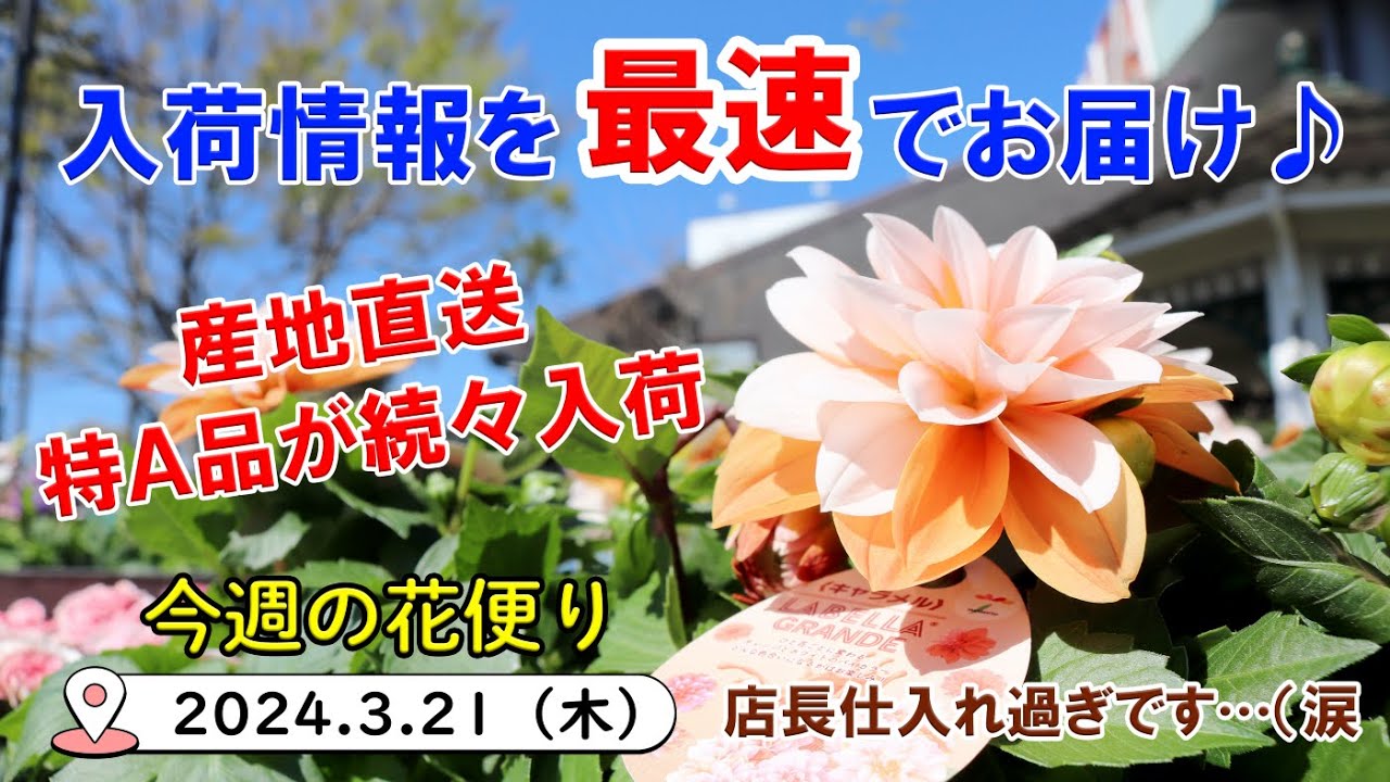 今週の花便り #76【2024.3.21】産地直送!! 特A品が続々入荷♪ 紹介するのも大変…【入荷情報を最速でお届け!!】