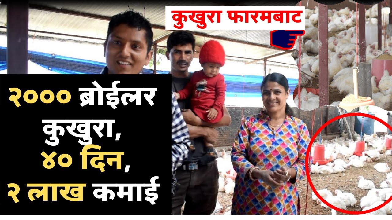कुखुरा पालन ब्याबसाय । राम्रो कमाई । Poultry farm business in Nepal How to start kukhura palan faram