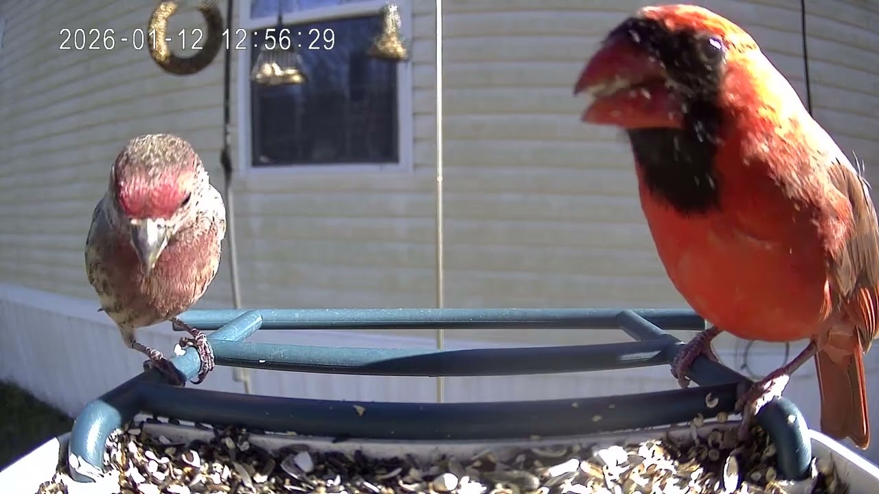 Cardinal of the day January 12th 2026