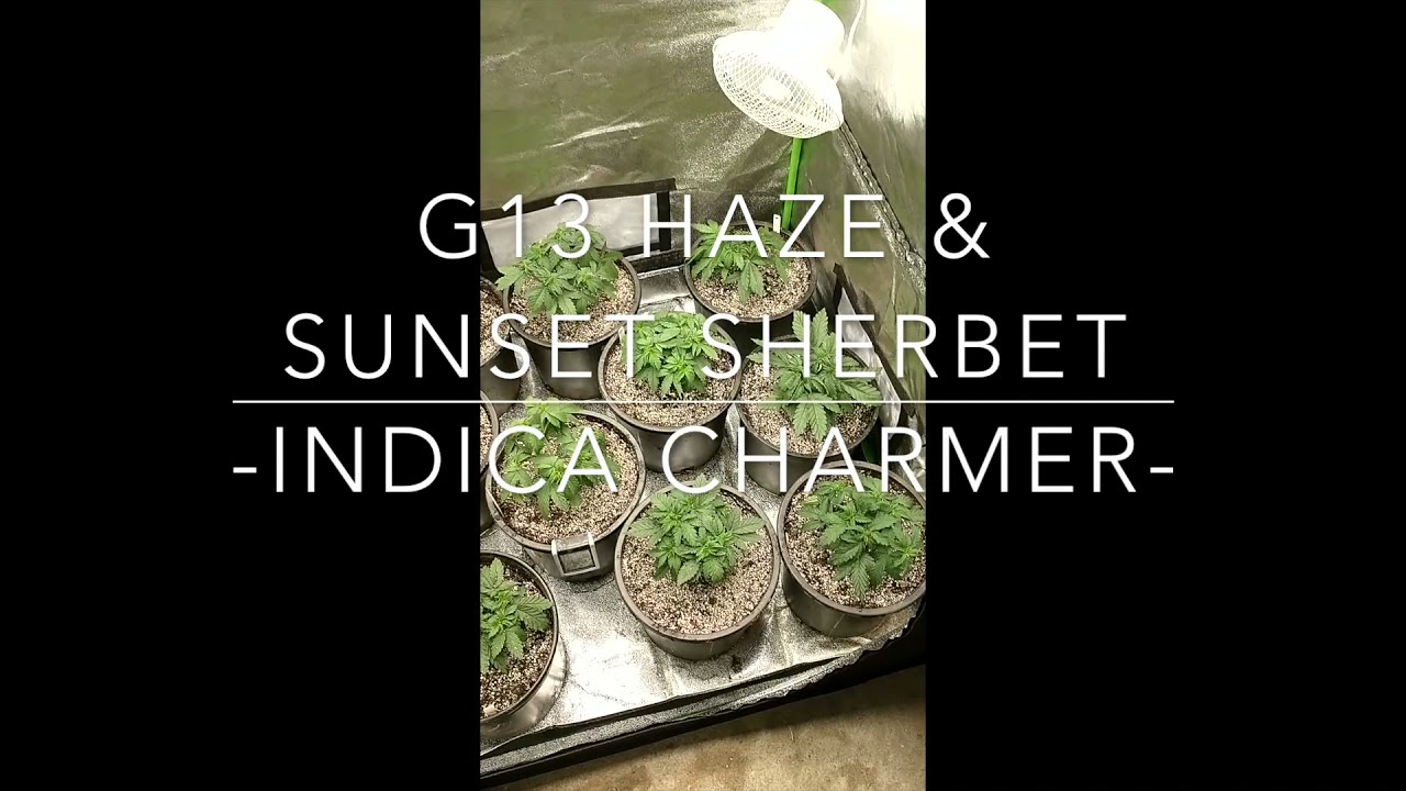 G13 Haze & Sunset Sherbet Grow
