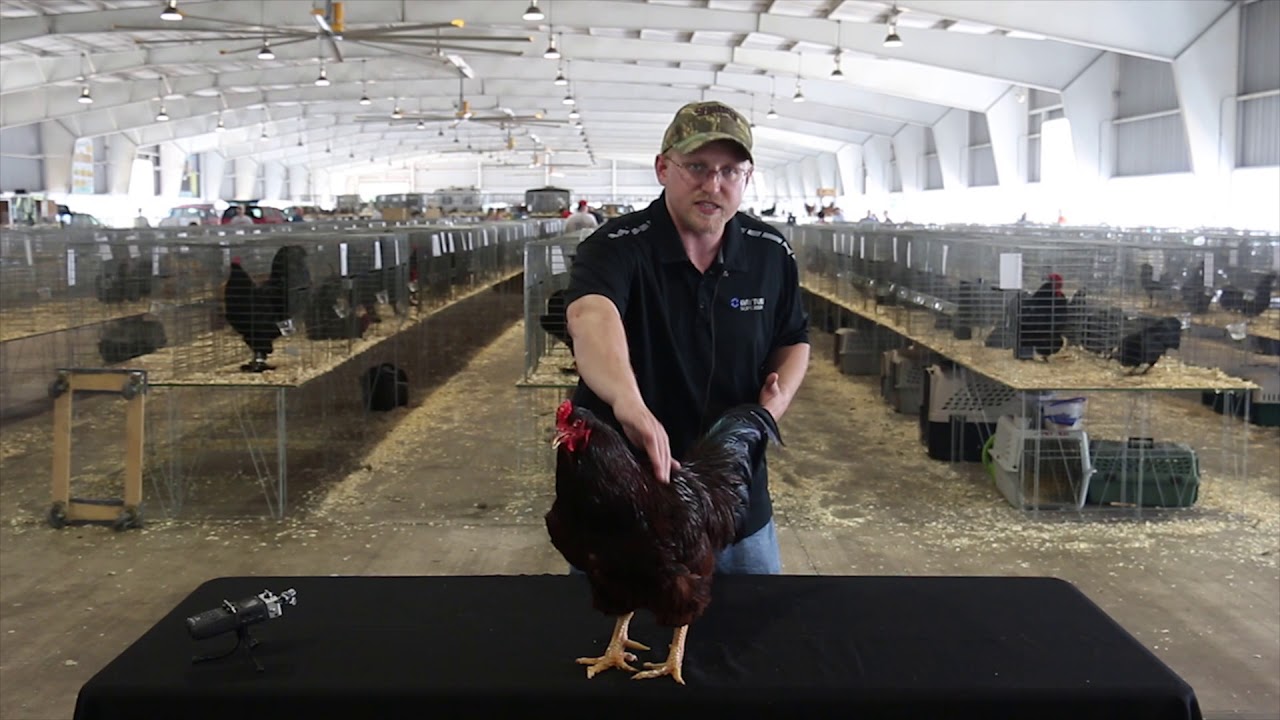 Buckeye (Large Fowl)