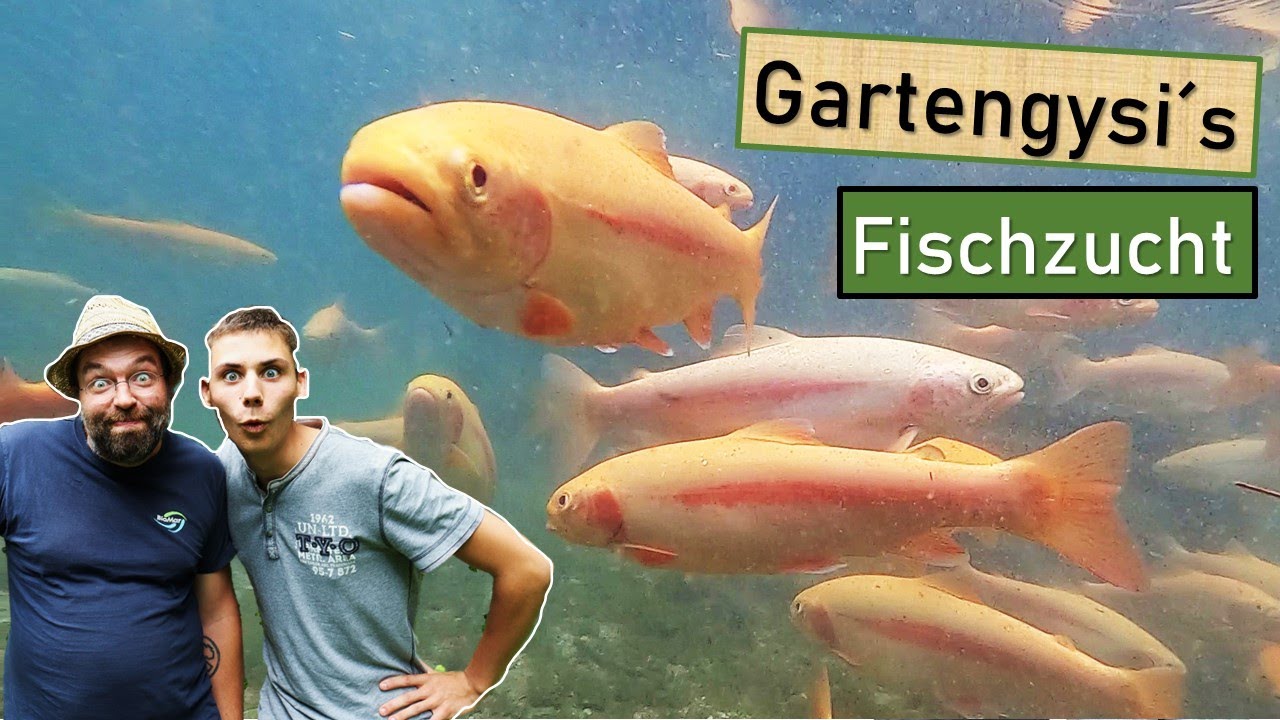 Rundgang durch Gysi´s einzigartige Fischzucht 😍 Forellen, Jungfische, Unterwasser-Aufnahmen, uvm.! 🐟