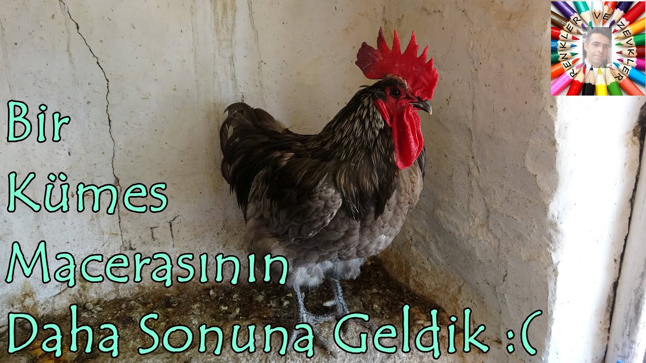 Elveda Yiğidim!!! 😢