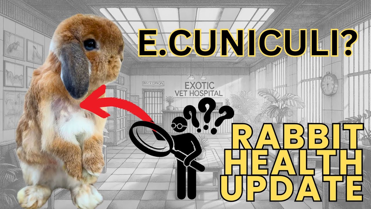 Rabbit Health Update | Does my Rabbit have E. Cuniculi?