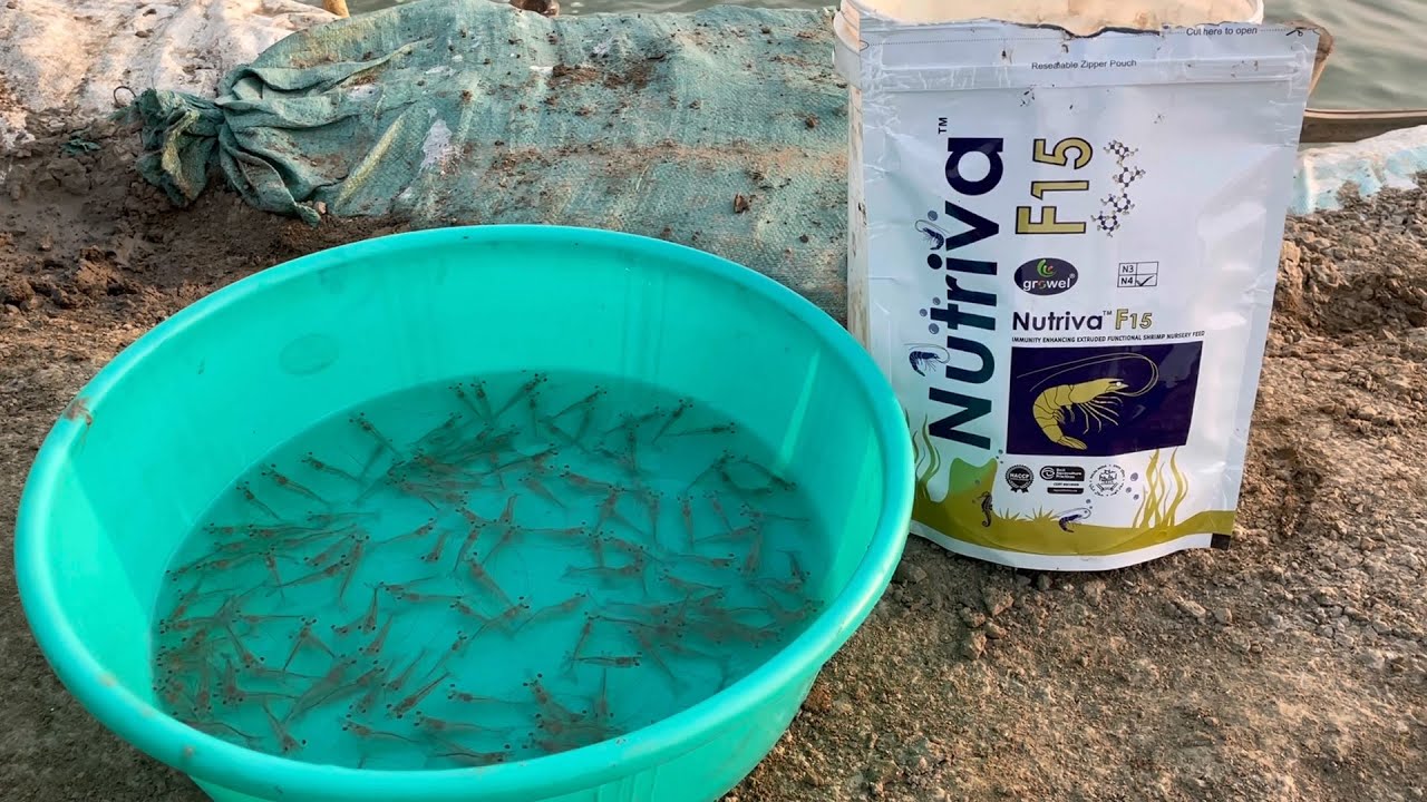 Nutriva F15 Nursery Feed Performance