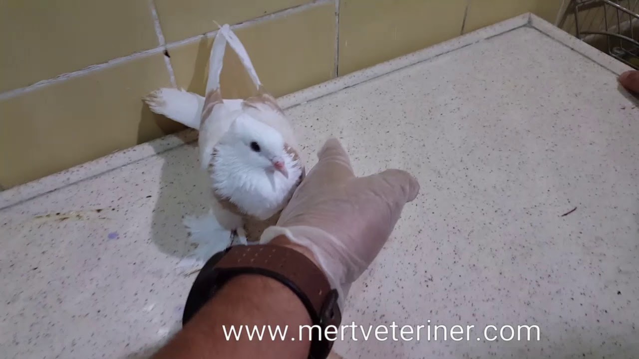 Güvercinler de Boyun Dönme Hastalığı Koruma Yolları