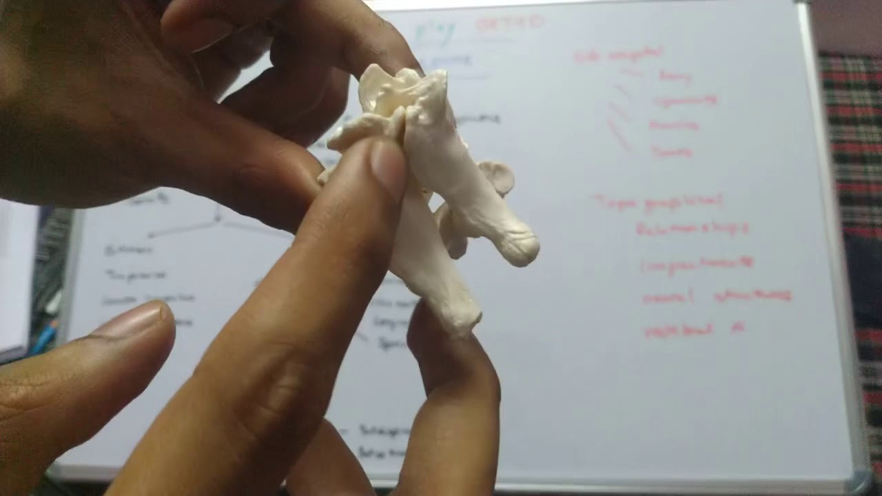 Cervical spine anatomy