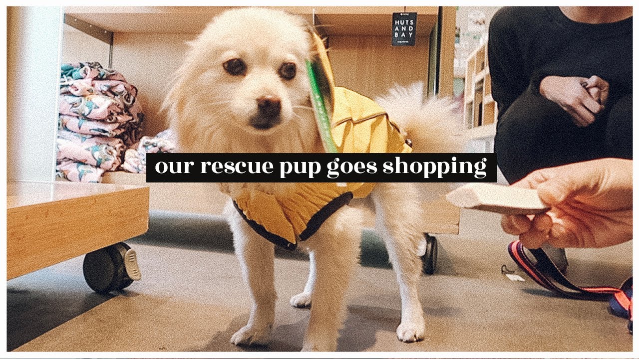 Our Rescue Pup Goes Shopping | WahlieTV EP741