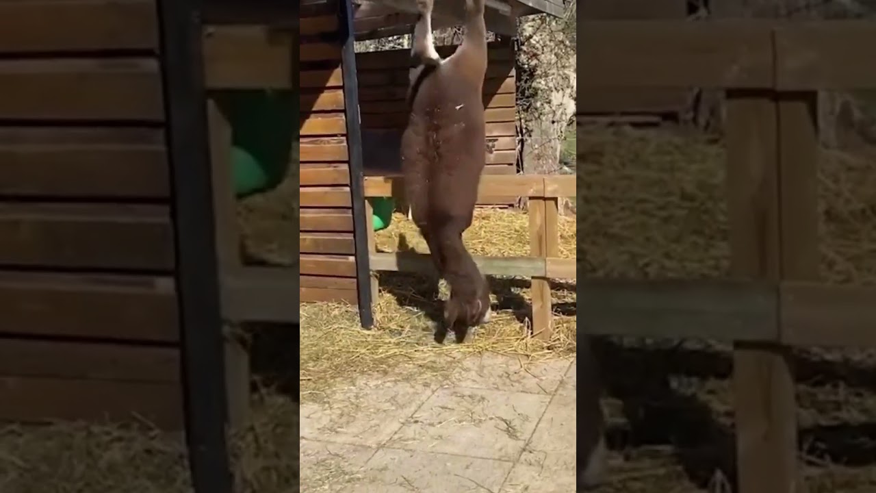 SoulTalk: AI Roleplay Chat