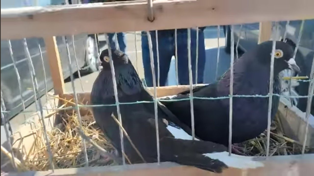 27 апреля 2025 г.Ярмарка голубей  г Минск Pigeon Fair and Chicken Exhibition in Minsk Belarus