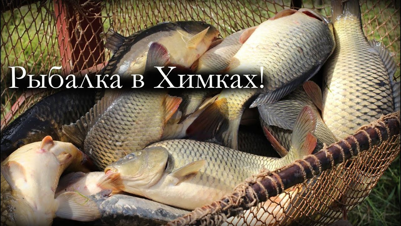 Подкова, Зарыбление водоема карпом и рыбалка! Прикормка Дунаев, Фидер Волжанка, Плетенка от Дайва  Х