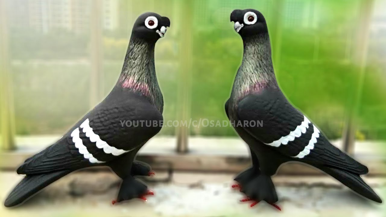 Unique and Beautiful Pigeon Breed Chinese Nasal Tuft - You might be surprised to see