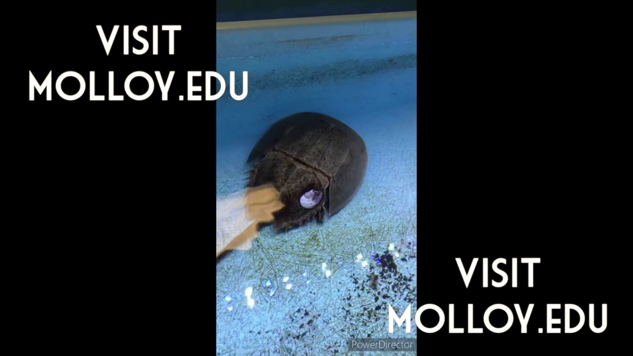 MOLLOY COLLEGE- CERCOM -Earth Day-