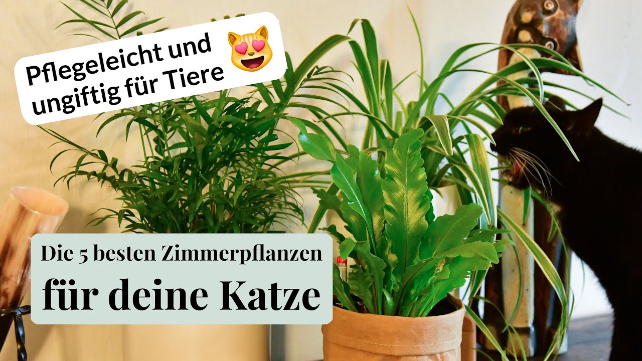 Die 5 besten katzenfreundlichen Zimmerpflanzen: Ungiftig & nicht scharfkantig