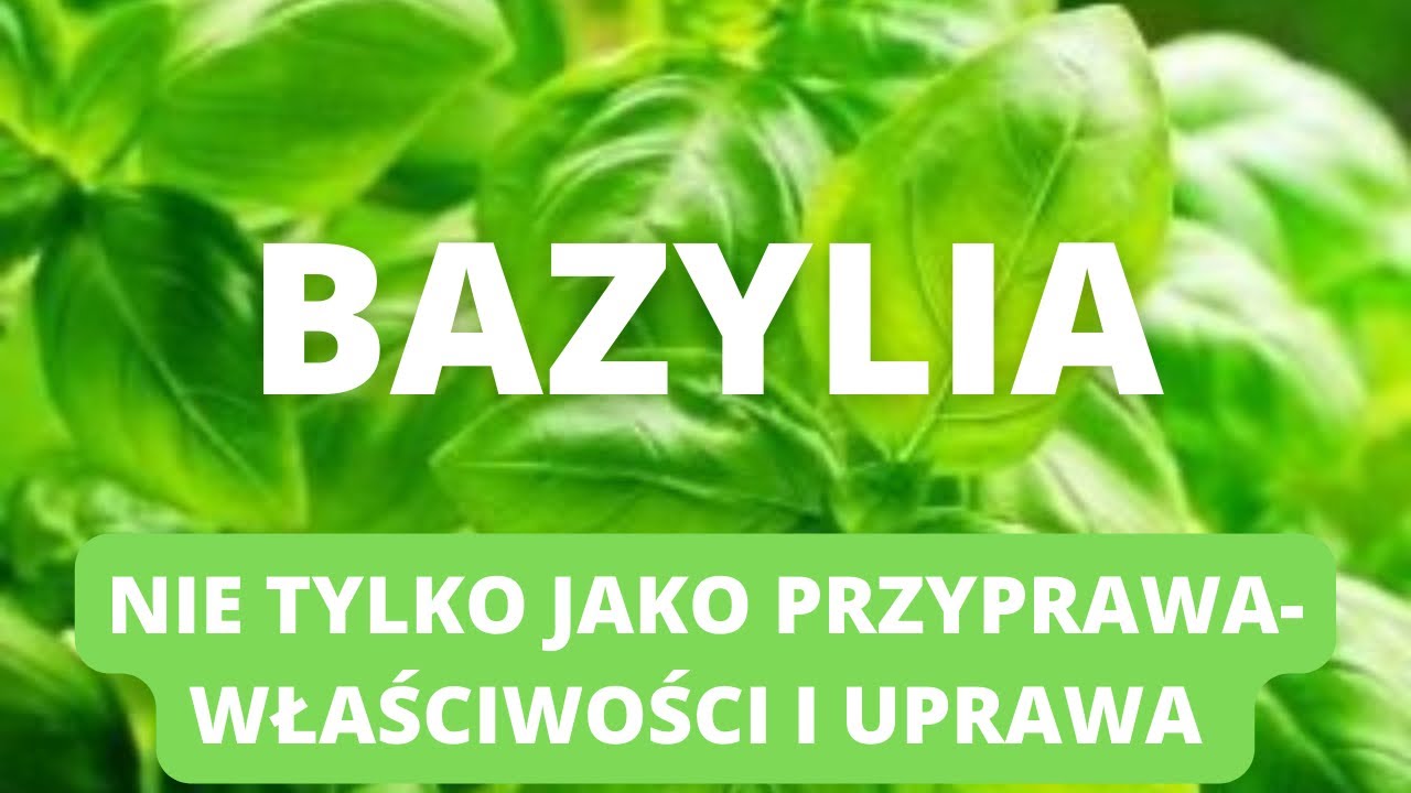 Co wiesz o Bazylii? Jakie witaminy i minerały zawiera. Jak zapach wpływa na tw&oacute;j organizm?