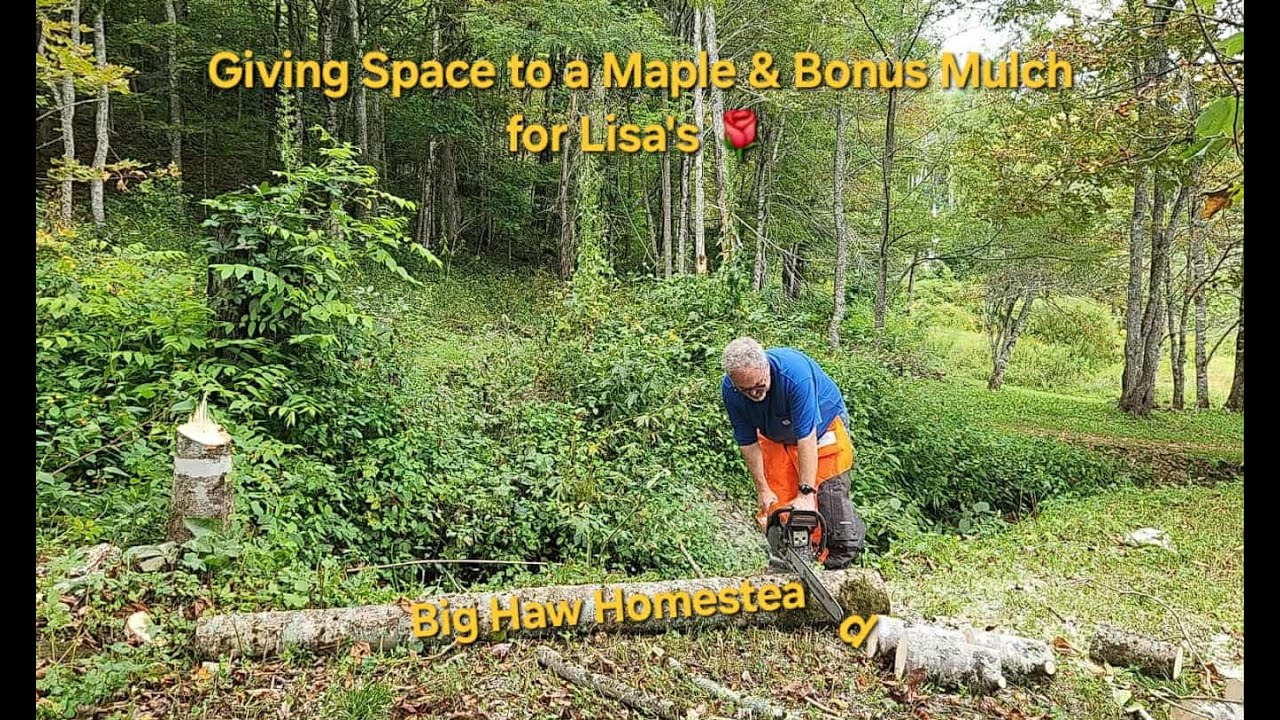 Giving Space to a Maple & Bonus Mulch for Lisa's Roses