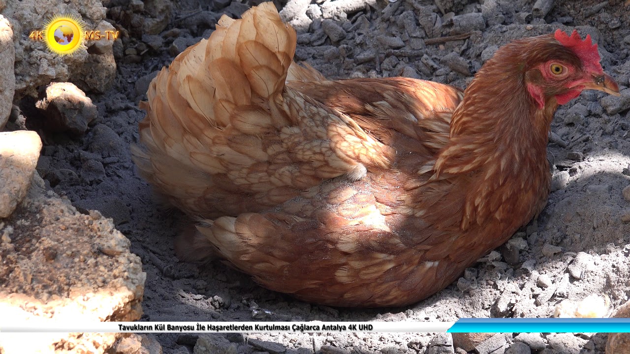 Tavukların Kül Banyosu İle Haşaretlerden Kurtulması Çağlarca Antalya 4K UHD