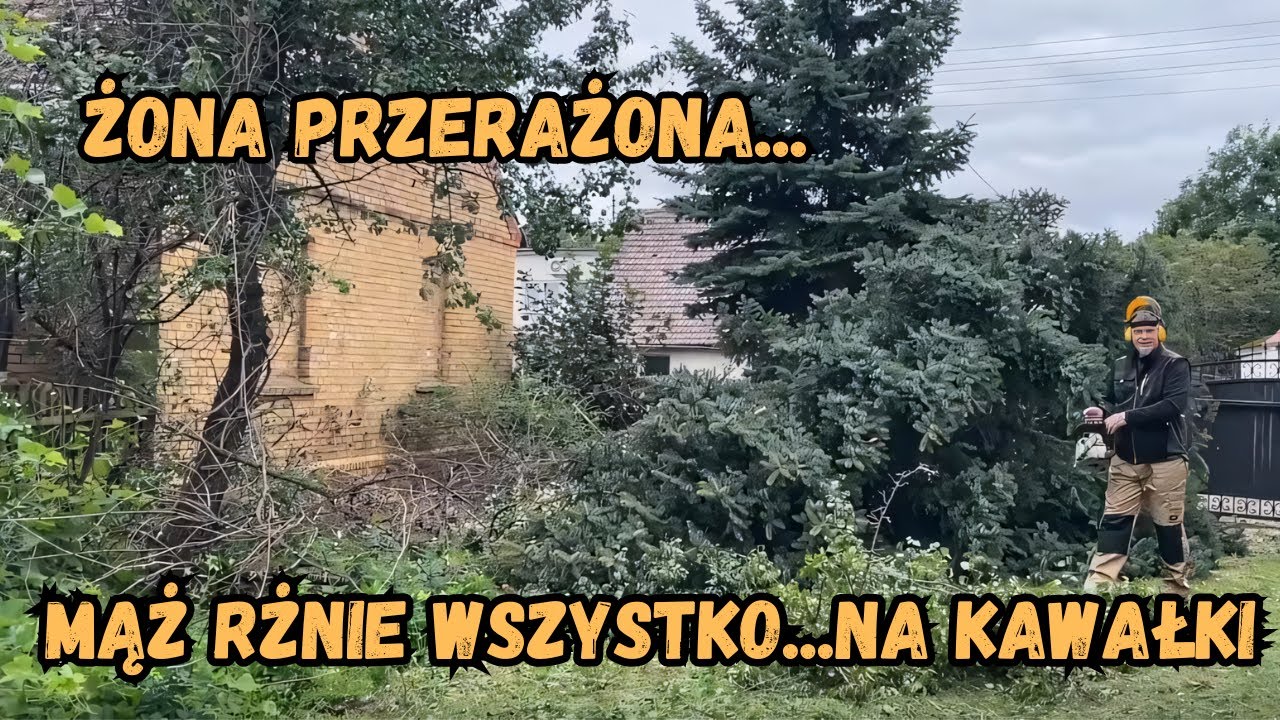 Wielki dzień , bałam się naprawdę 😧. Wojtek zwala drzewa . Prace na Siedlisku.