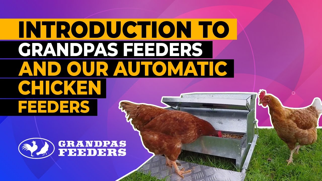 Introduction to Grandpas Feeders and our Automatic Chicken Feeders