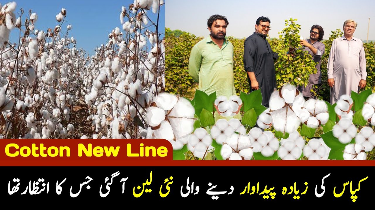 Cotton New Line / Kapas ki Zeyada Pedawar dene wali New Line aa Gei Jis ka Intazar tha /G Farm