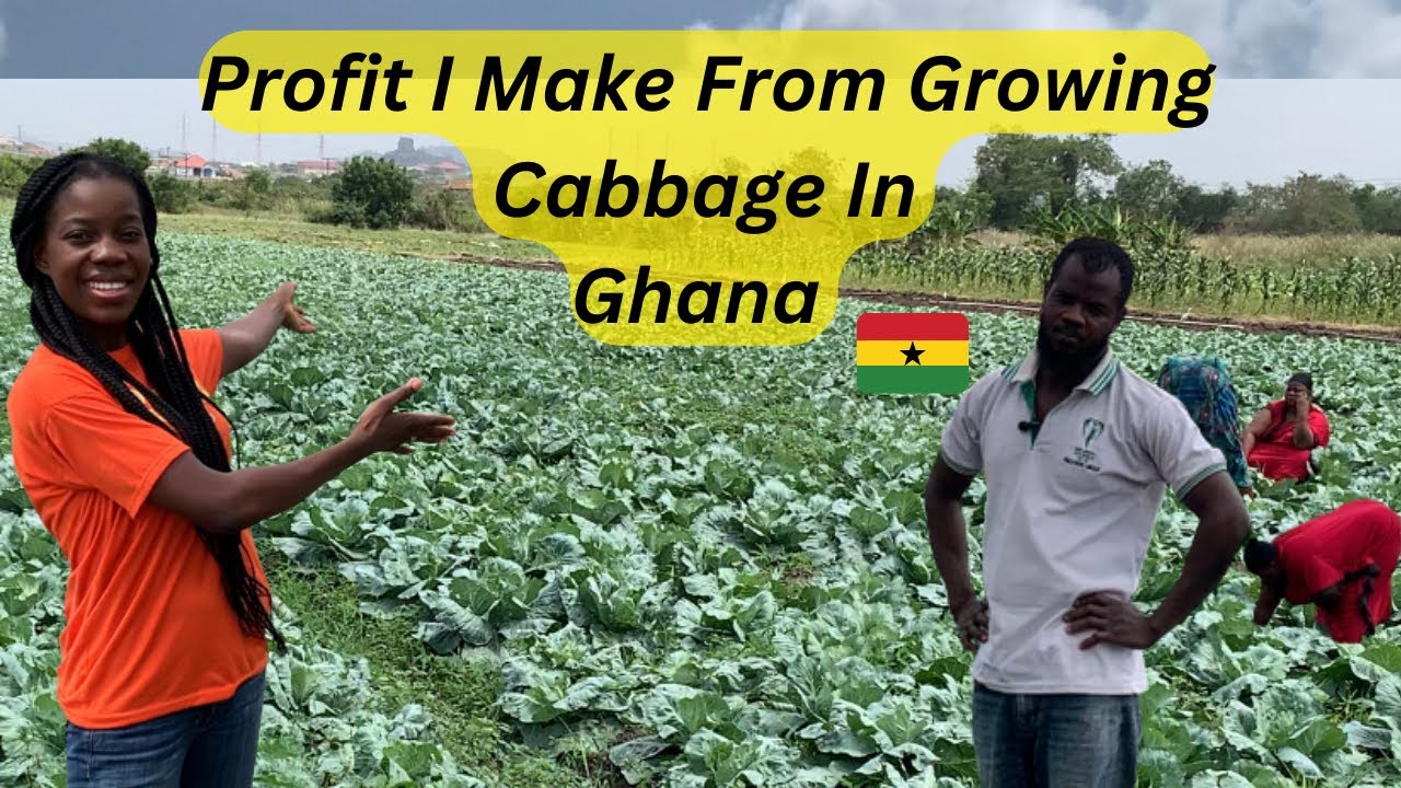 How to grow and profit from Cabbage farming in Ghana from scratch |New green gold in Ghana 🇬🇭