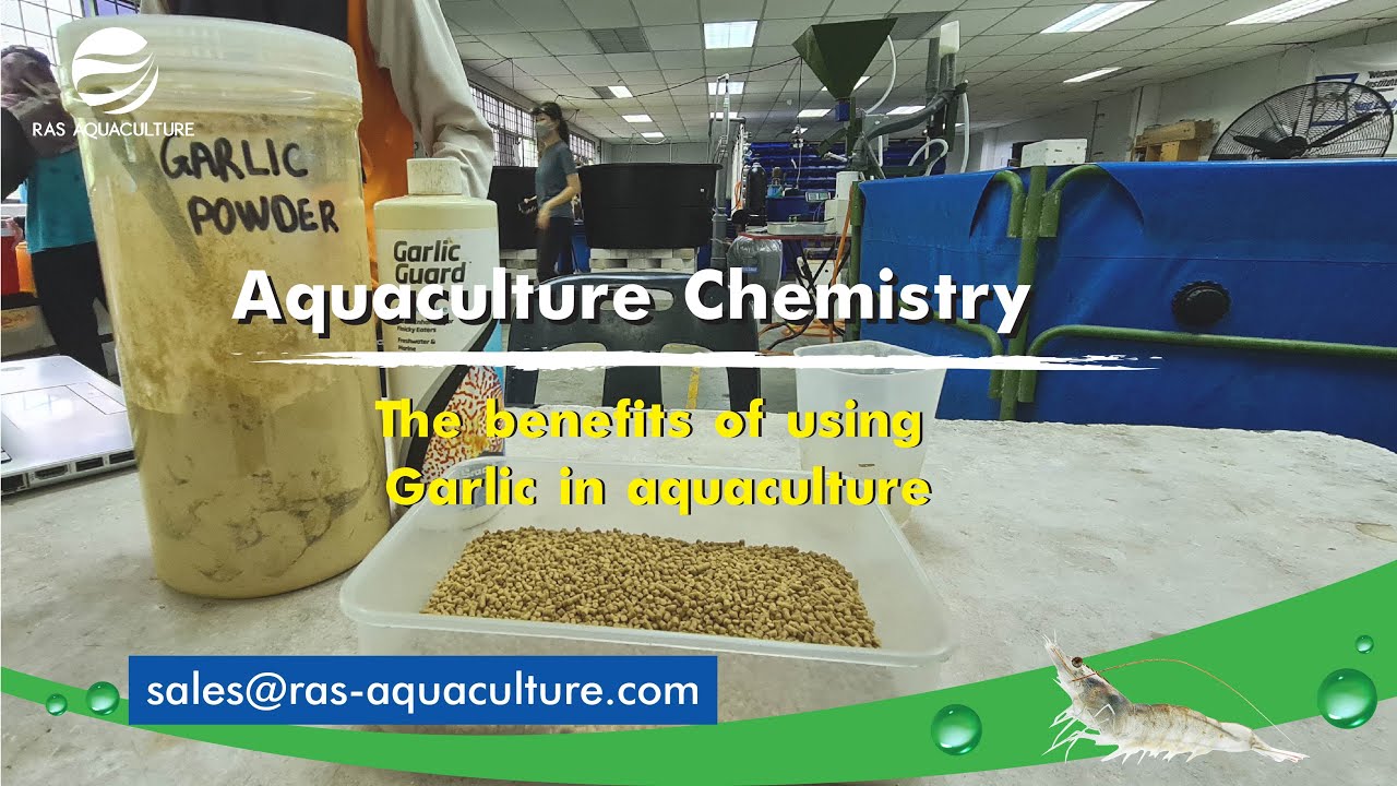 Aquaculture Chemistry Series | How to Remove Parasite on Fish