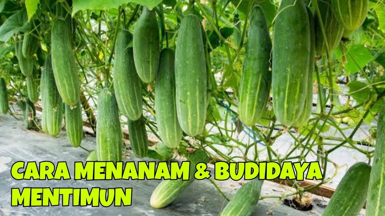 CARA MENANAM & BUDIDAYA MENTIMUN