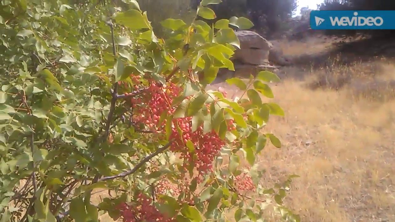 Menengic ağacı çitlembik çıtlık bittim Çetene ağacının çıtlık meyvesinin faydaları yararları nedir