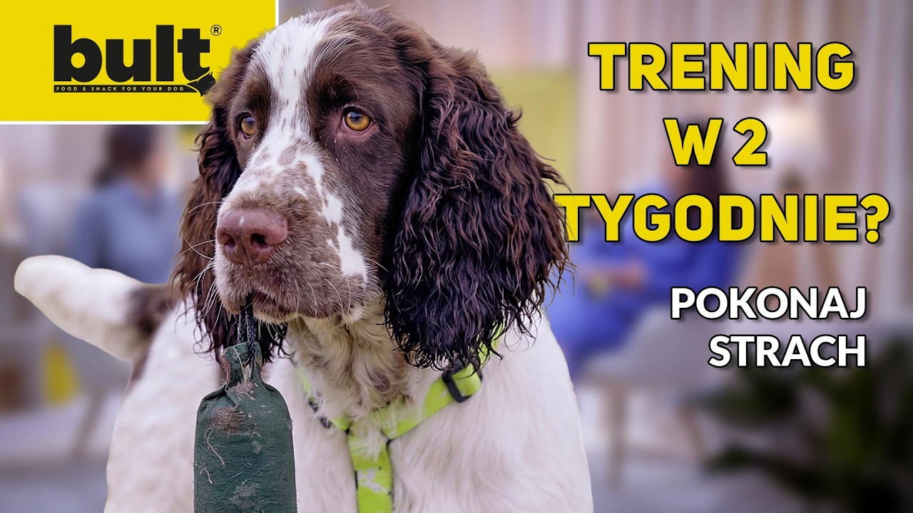 Jak motywować psa na zawodach? Springer spaniel angielski od kuchni. Rozmowa z trenerką Martą.