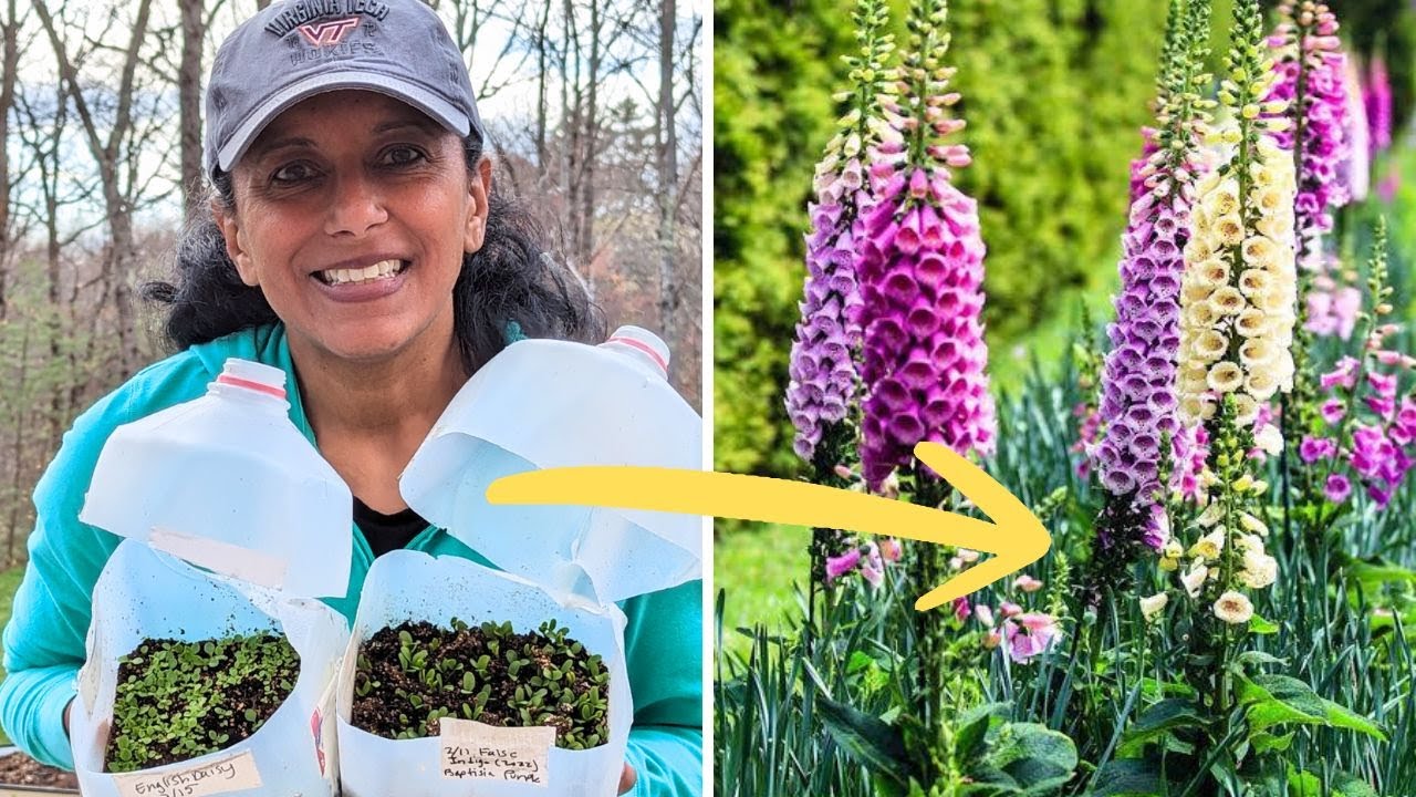 Gardening On A Budget: Easy Winter Sowing 🌱🌸