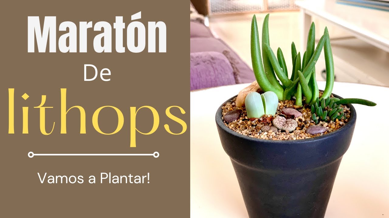👩🏼‍🌾 Maratón de lithops. Vamos a plantar!