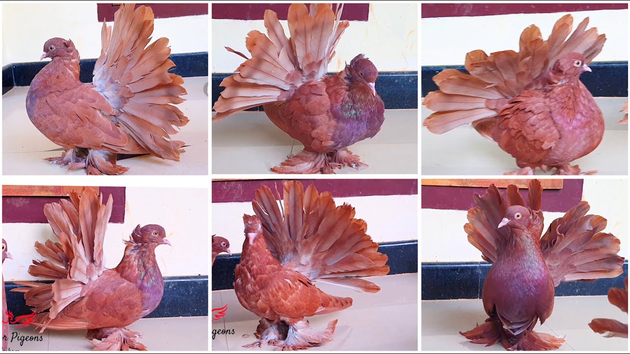 5 Pair Full Red American Fantails. Show Quality Fancy pigeons. Tailmark jumbo American Fantails
