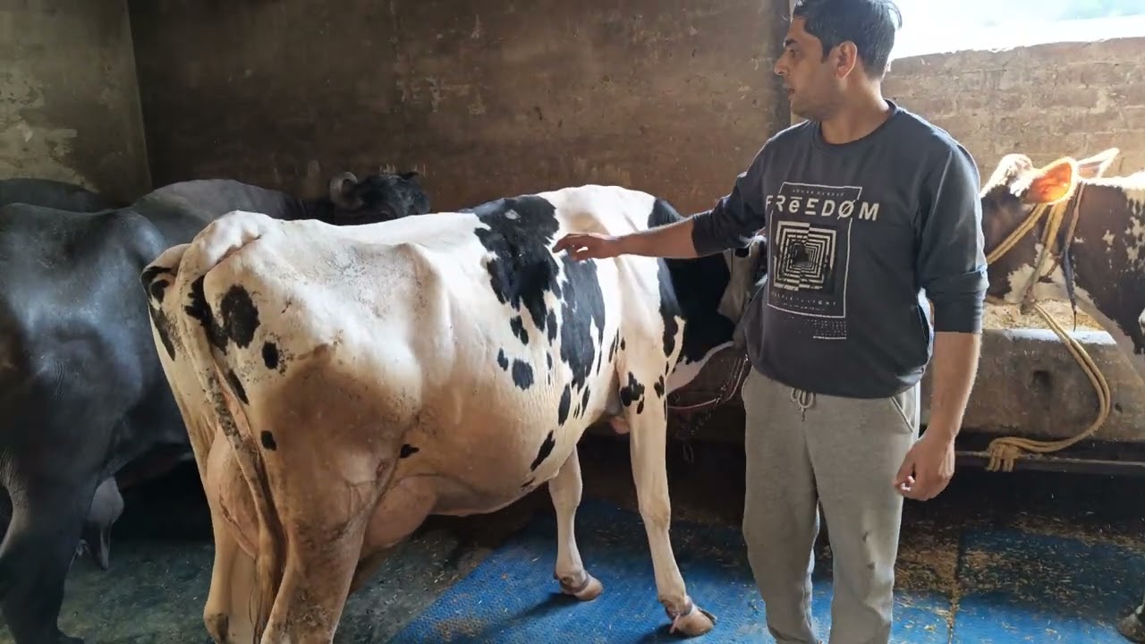 🙏🐄Dekho 35 लीटर दूध की 🐄 देखो क्या क्या खिलते हैं 🙏🐄