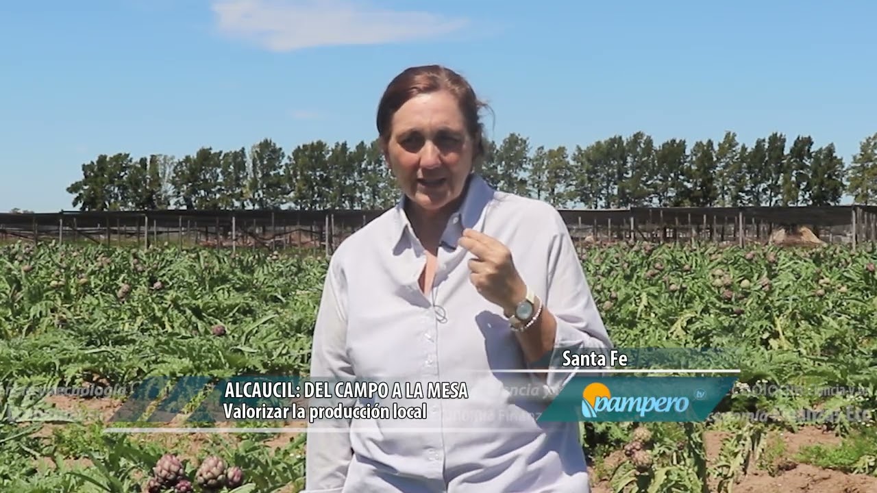 Alcauciles: del campo a la mesa