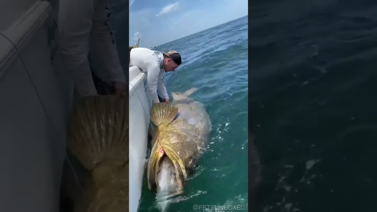 Incredible Animal Transformations 🔥| Snake, Dog & Fish from Baby to Giant