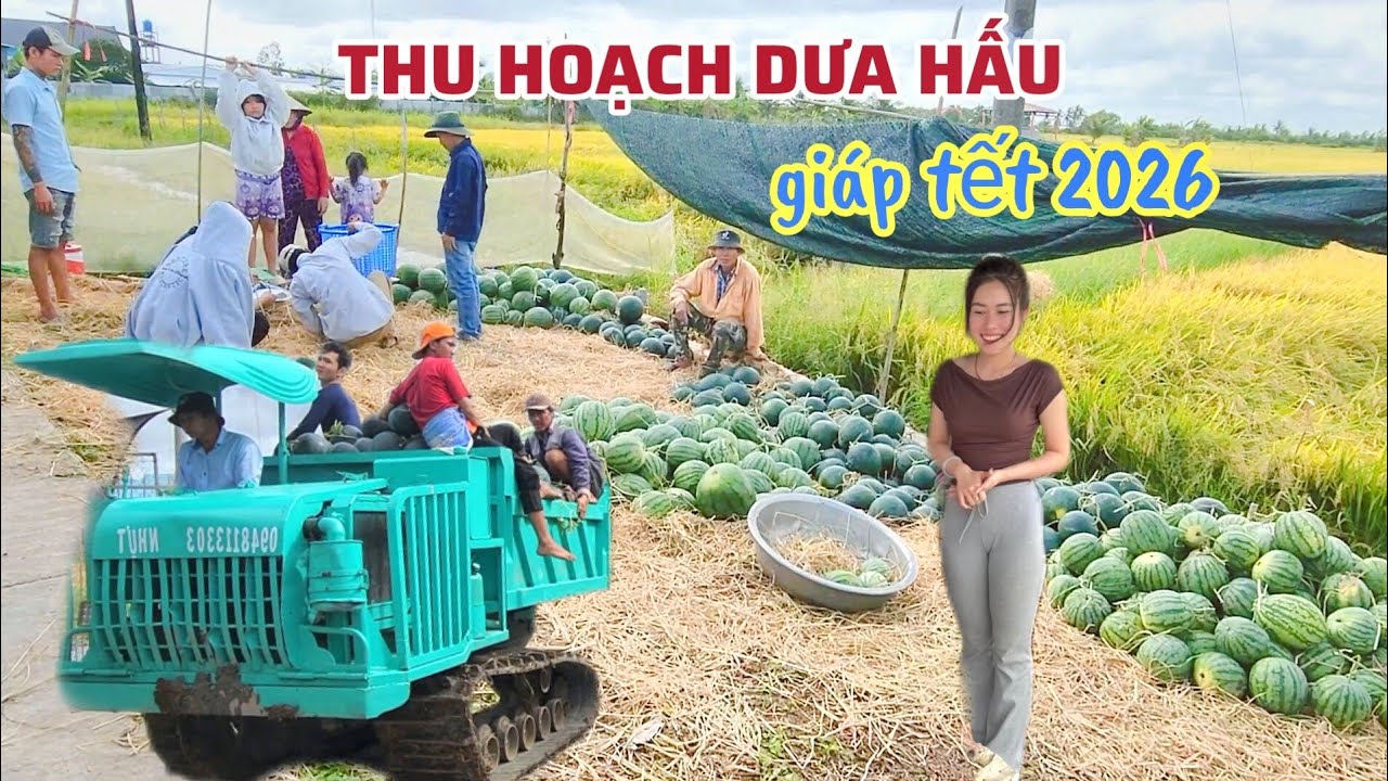 Vùng Quê Cà Mau Trúng Mùa Thu Hoạch Dưa Hấu Tết 2026, Hoa Kiểng Đẹp Trưng Bày Bán Tại Vườn Khắp Làng