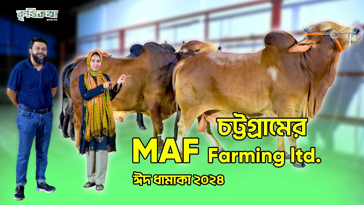 চট্টগ্রামের Maf Farming ltd এ কৃষিকথা । ৭২ হাজার থেকে ১৪ লাখ টাকার গরু পাবেন এই ফার্মে