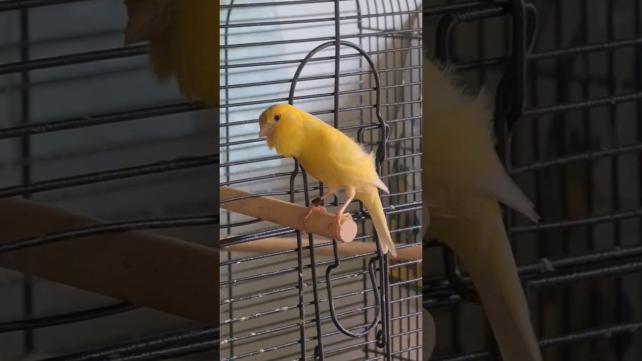 Russian Canary Song 💛 #shorts #short #birds #viral #youtubeshorts