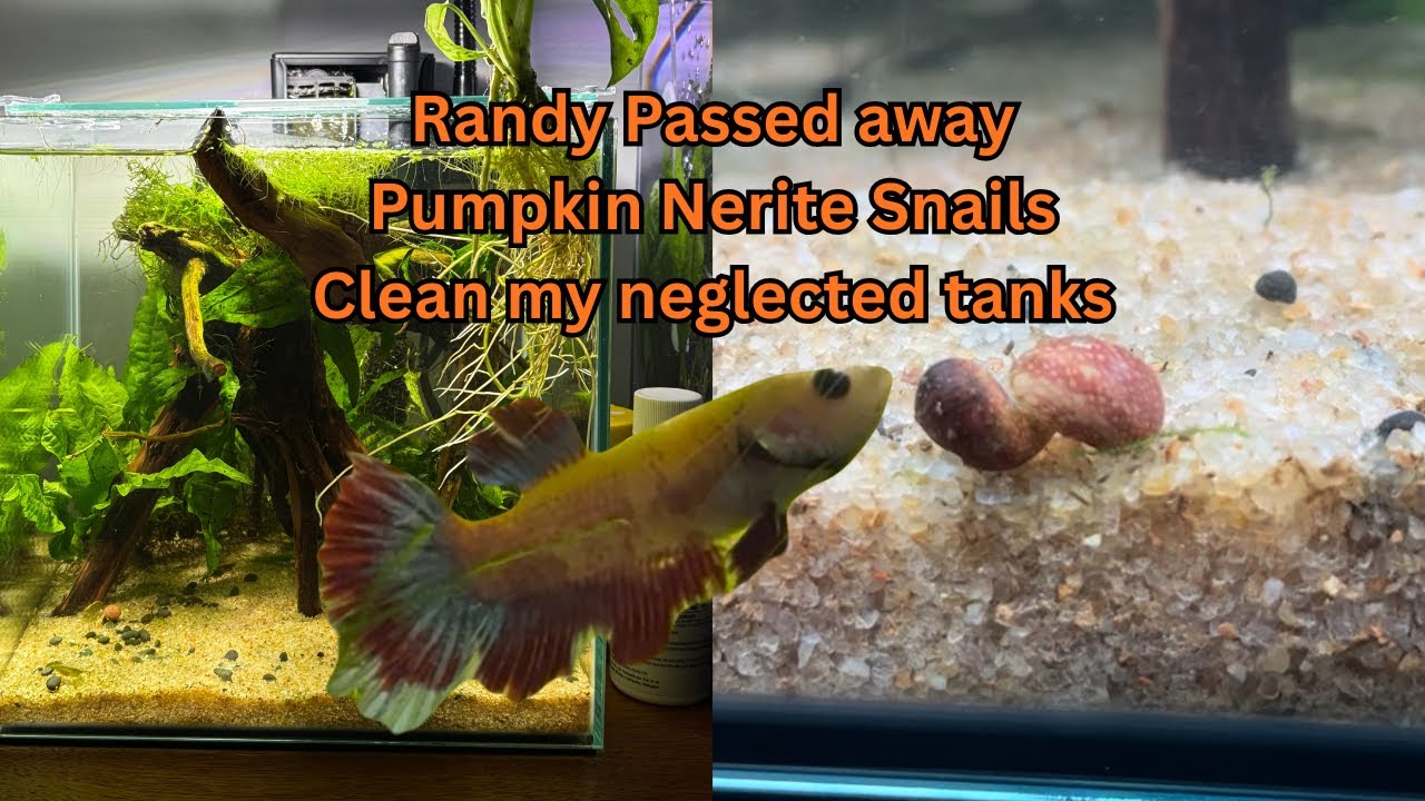 Randy Passed Away | 3 Gallon Betta Cube