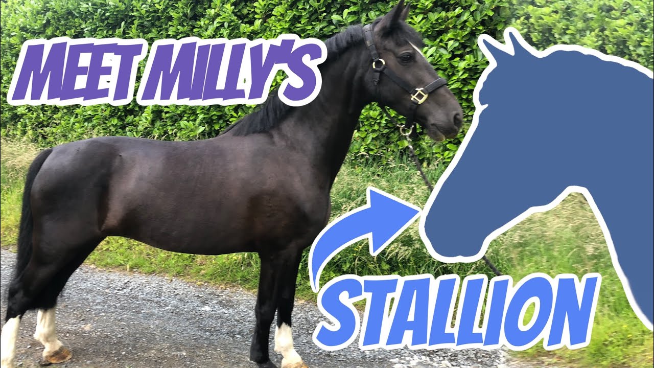 MILLY GOES TO STUD ~ Meet her stallion