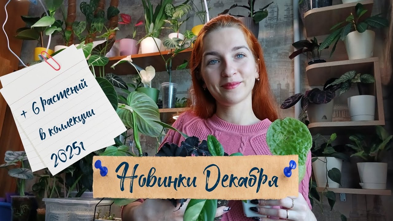 НОВИНКИ ДЕКАБРЯ🪴 Обзор. Шесть новых растений в коллекции.